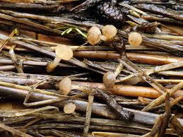 Attēlu rezultāti vaicājumam “Cudoniella acicularis”