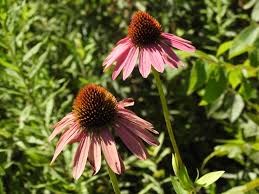 Image result for Echinacea purpurea