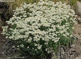 Attēlu rezultāti vaicājumam “Anaphalis margaritacea”