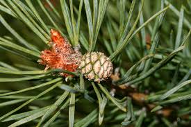 Attēlu rezultāti vaicājumam “Pinus sylvestris fruit”