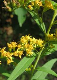 Attēlu rezultāti vaicājumam “Solidago canadensis flower”