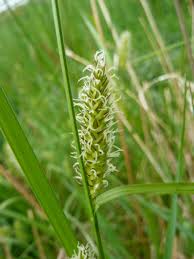 Attēlu rezultāti vaicājumam “Carex vesicaria”