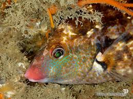 Image result for Symphodus bailloni