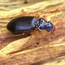 Attēlu rezultāti vaicājumam “Leistus terminatus”