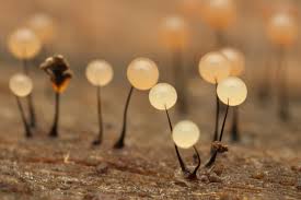 Attēlu rezultāti vaicājumam “Stemonitopsis aequalis var. microspora macro”