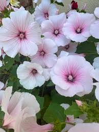 Image result for Lavatera trimestris