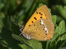 Attēlu rezultāti vaicājumam “Lycaena virgaureae female”