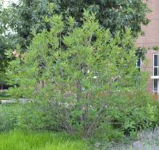 Attēlu rezultāti vaicājumam “Chionanthus virginicus”