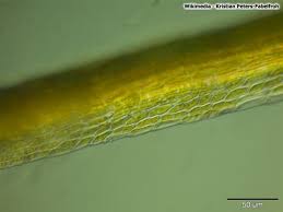 Attēlu rezultāti vaicājumam “Campylopus pyriformis”