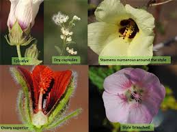 Attēlu rezultāti vaicājumam “Malvaceae”