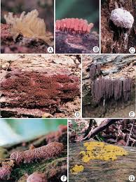 Attēlu rezultāti vaicājumam “Stemonitopsis hyperopta spores”