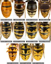 Attēlu rezultāti vaicājumam “Vespula germanica male”