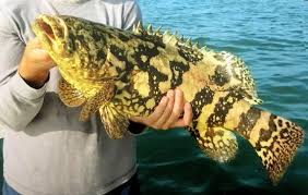 Image result for Epinephelus itajara