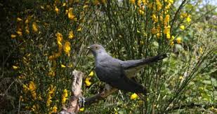 Attēlu rezultāti vaicājumam “Cuculus canorus adult”