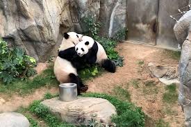 Image result for pandas