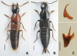 Attēlu rezultāti vaicājumam “Quedius dilatatus”