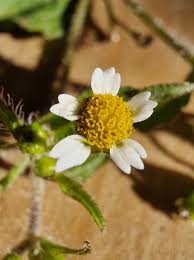 Attēlu rezultāti vaicājumam “Galinsoga quadriradiata flower”