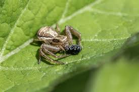 Attēlu rezultāti vaicājumam “Xysticus cristatus”