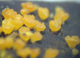 Attēlu rezultāti vaicājumam “Fuligo leviderma plasmodium”