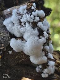 Attēlu rezultāti vaicājumam “Comatricha tenerrima young”