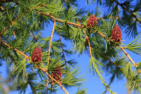 Attēlu rezultāti vaicājumam “Larix sibirica”