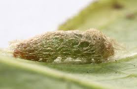 Attēlu rezultāti vaicājumam “Glyphipterigidae”