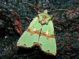 Attēlu rezultāti vaicājumam “Staurophora celsia”