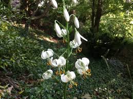 Image result for Lilium martagon Alba