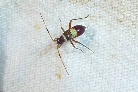 Attēlu rezultāti vaicājumam “Closterotomus biclavatus imago”