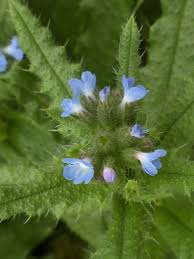 Attēlu rezultāti vaicājumam “Anchusa arvensis flower”