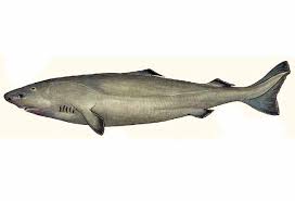 Image result for Somniosus pacificus