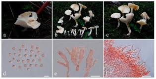 Attēlu rezultāti vaicājumam “Lentaria sp.”