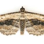 Attēlu rezultāti vaicājumam “Horisme vitalbata”