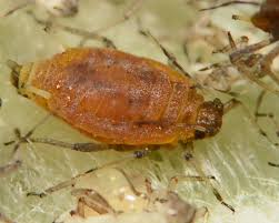 Attēlu rezultāti vaicājumam “Aphis farinosa”