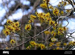 Attēlu rezultāti vaicājumam “Hamamelis mollis flower”