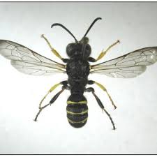 Attēlu rezultāti vaicājumam “Cerceris arenaria”