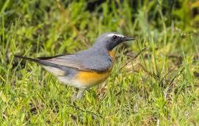 Image result for Irania gutturalis