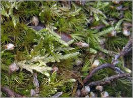 Attēlu rezultāti vaicājumam “Hypnum jutlandicum”