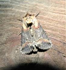 Attēlu rezultāti vaicājumam “Abrostola triplasia”