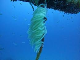 Image result for Darwen Snorkelling Club