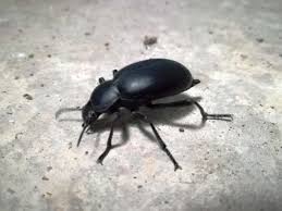 Attēlu rezultāti vaicājumam “Blaps mortisaga”