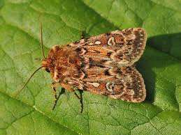 Attēlu rezultāti vaicājumam “Lycophotia porphyrea”