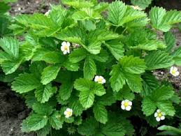 Image result for Fragaria vesca
