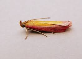 Attēlu rezultāti vaicājumam “Oncocera semirubella”