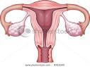 Female Reproductive System Stock Vector 8763040 : Shutterstock