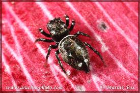 Attēlu rezultāti vaicājumam “Heliophanus sp.”