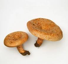 Attēlu rezultāti vaicājumam “Lactarius deliciosus”