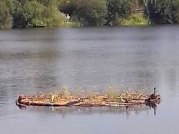 Image result for Runnymede Angling Association