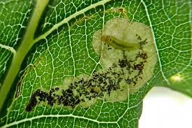 Attēlu rezultāti vaicājumam “Licea pygmaea spores”