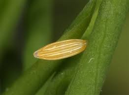 Attēlu rezultāti vaicājumam “Leptidea sinapis”